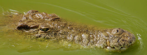 Côte-d'Ivoire-Crocodile