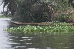 Côte d'Ivoire 230