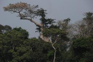 Côte d'Ivoire 265