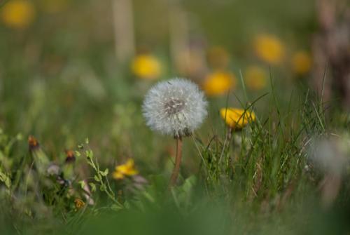 A Collombet Bokeh  (12)