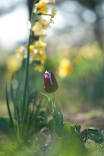 A Collombet Bokeh  (18)