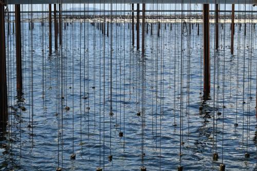 2023-06-Marseillan-Etang-de-Thau-29