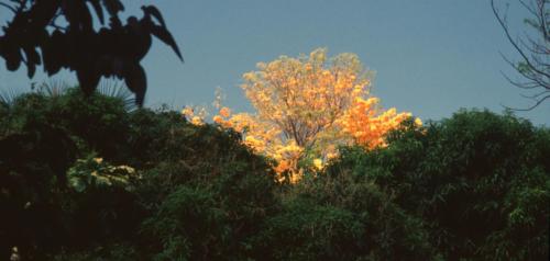 Guadeloupe (82)