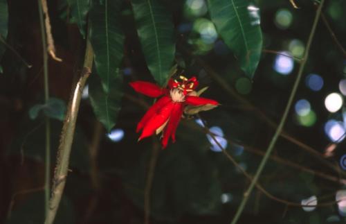 Guadeloupe (88)