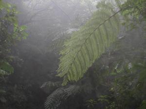 guadeloupe 