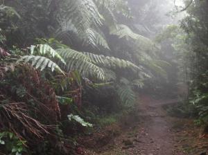 guadeloupe 