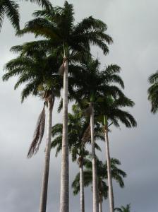 guadeloupe 