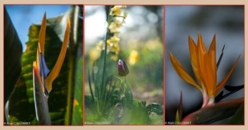 Bokeh-triptyque (1) (1)