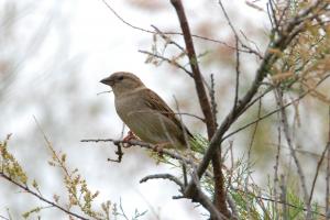 Moineau