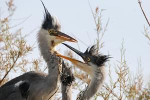 Hérons Camargue 