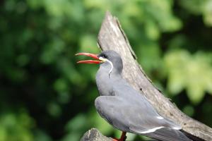 2017-07-07 Parc des oiseaux 093