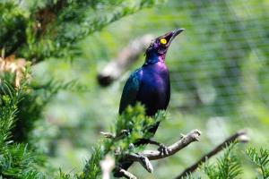 2017-07-07 Parc des oiseaux 228