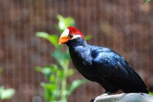 2017-07-07 Parc des oiseaux 240