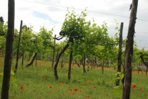 Torcello