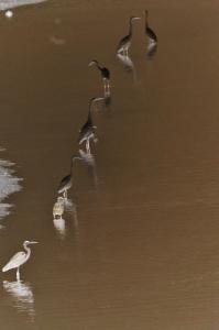 Aigrette Héron 