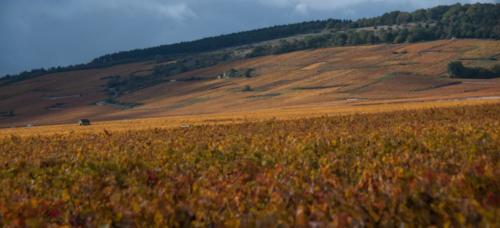 2020-10-26 Clos de vougeot (23)