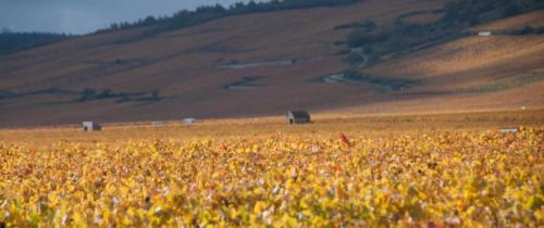 2020-10-26 Clos de vougeot (26)