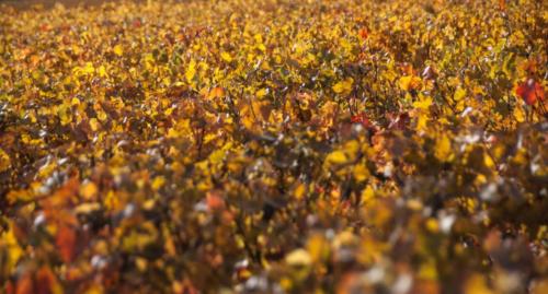 2020-10-26 Clos de vougeot (28)