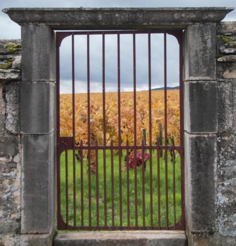 2020-10-26 Clos de vougeot (33)