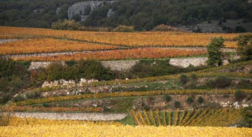 2020-10-26 Clos de vougeot (36)