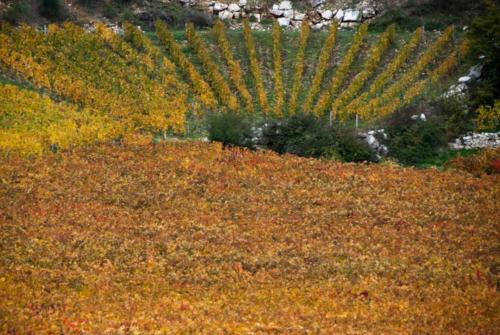 2020-10-26 Clos de vougeot (45)