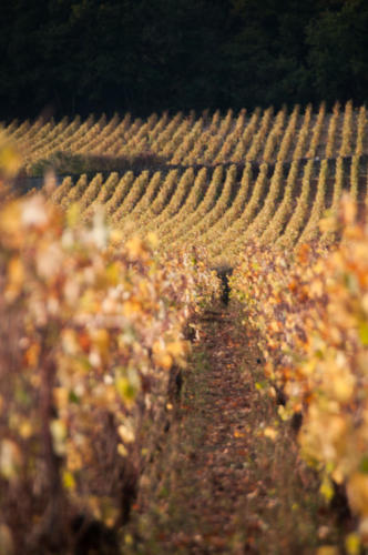 Côte de Beaune