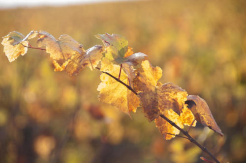 Côte de Beaune