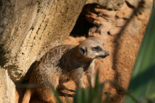 Beauval