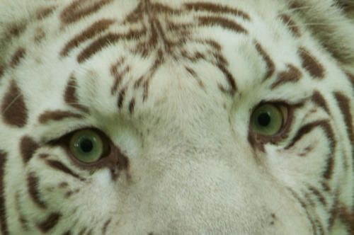 Beauval