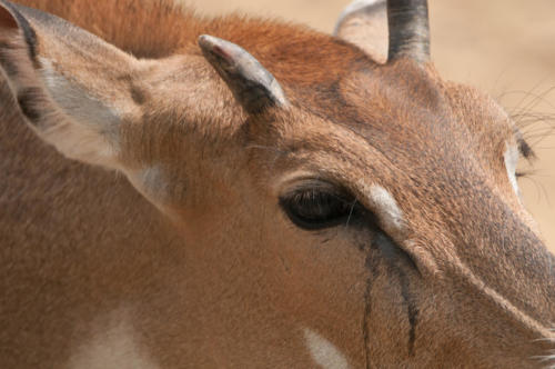 Beauval