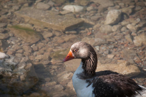2019-05 Lac de Kournas (6)