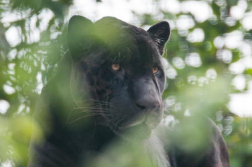 Jaguar 