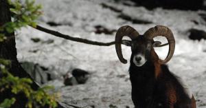 Parc de Merlet le mouflon 2