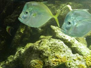 guadeloupe 