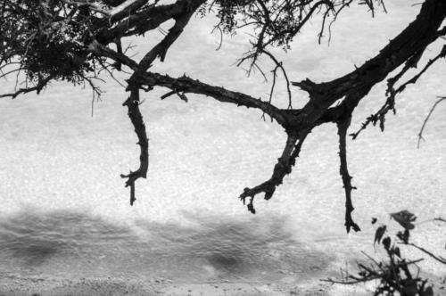 Saint-Honorat 