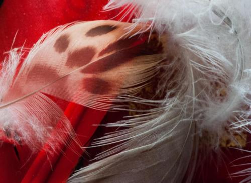 2020-01-10 Plumes