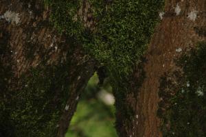 Arbre