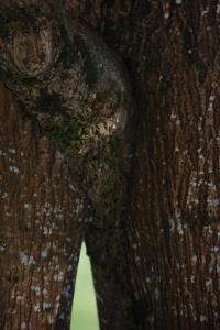Arbre
