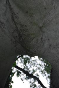 Arbre